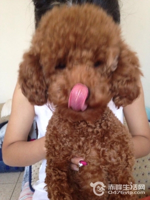 赤峰本地動(dòng)物救助電話號(hào)碼是多少-第1張圖片