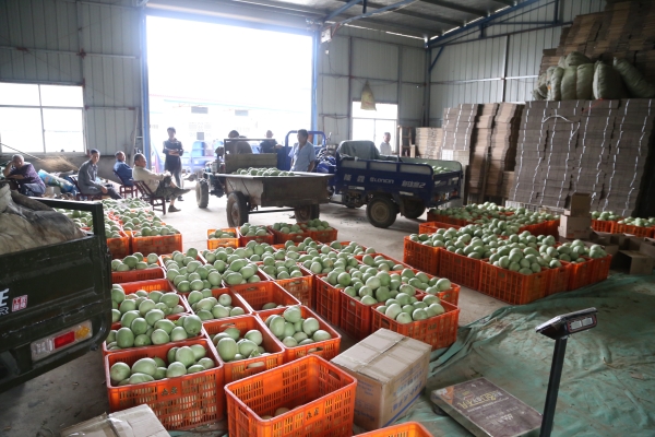 赤峰甜瓜代賣(mài)群電話(huà)號(hào)碼-第1張圖片