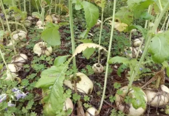 赤峰蘿卜種子公司電話號碼-第1張圖片