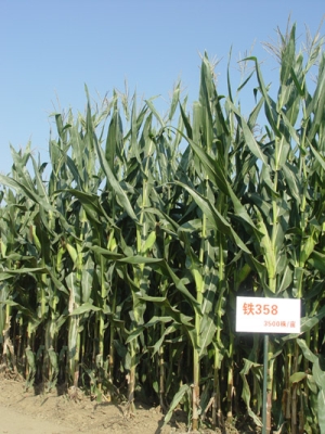 赤峰研磨丸采購電話號碼查詢-第1張圖片