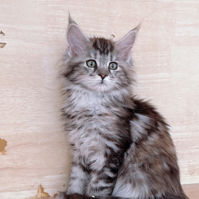 赤峰本地貓咪出售電話號(hào)碼是多少-第1張圖片