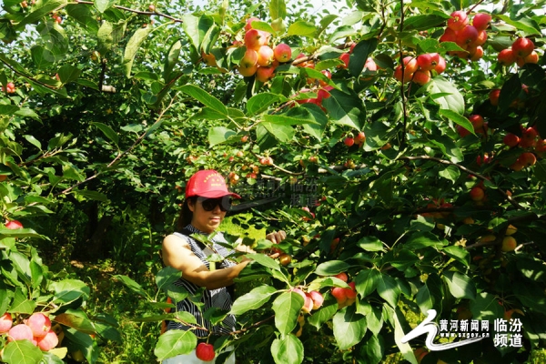 赤峰海棠果采摘基地電話號(hào)碼-第1張圖片