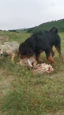 赤峰大街收狗電話是多少號(hào)-第1張圖片