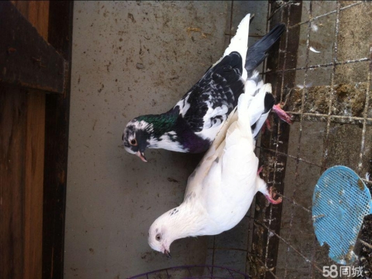 赤峰同城賣肉鴿電話號(hào)碼多少-第1張圖片