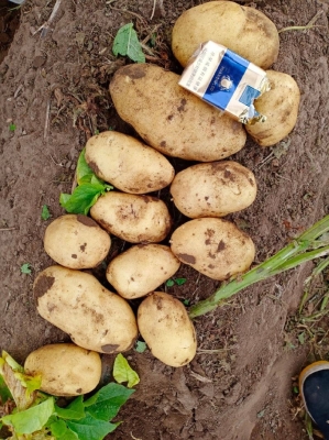 赤峰出土豆勞務市場電話號碼-第1張圖片