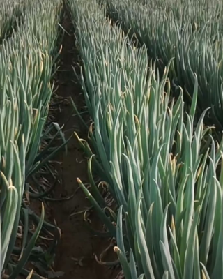 赤峰松山區(qū)賣大蔥電話號碼-第1張圖片