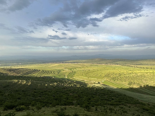 赤峰收購檸條籽商店電話號碼-第1張圖片