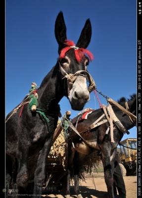 赤峰旺業(yè)甸木屋飯店電話號(hào)碼-第1張圖片