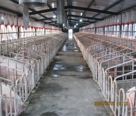 赤峰種豬場(chǎng)的聯(lián)系電話-第1張圖片