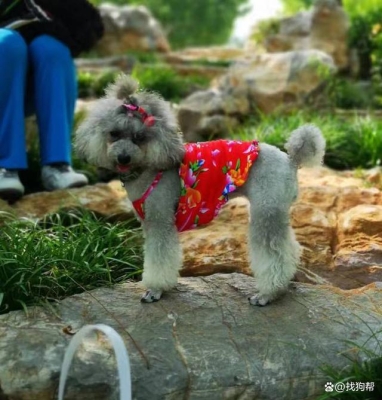 赤峰找狗主人電話多少號(hào)-第1張圖片