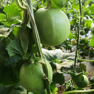 赤峰甜瓜代賣(mài)店電話(huà)號(hào)碼-第1張圖片