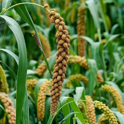 赤峰藥材種植基地電話號碼-第1張圖片