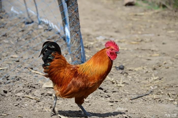 赤峰興城漁業(yè)公司電話號碼查詢-第1張圖片