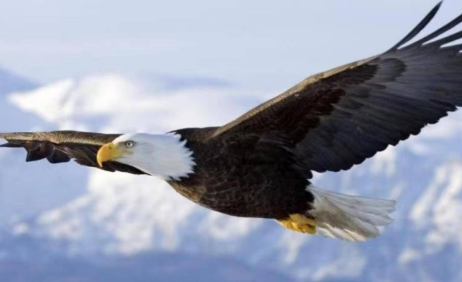 赤峰雄鷹-第1張圖片