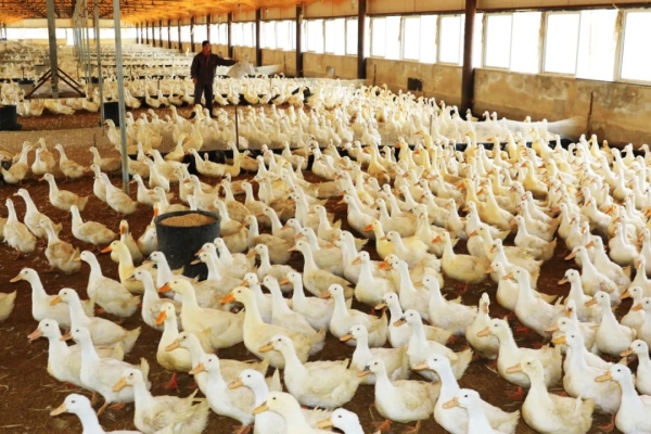 赤峰養(yǎng)鴨場出售電話號碼是多少-第1張圖片