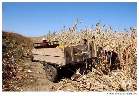 赤峰寧城收玉米電話號(hào)碼是多少-第1張圖片