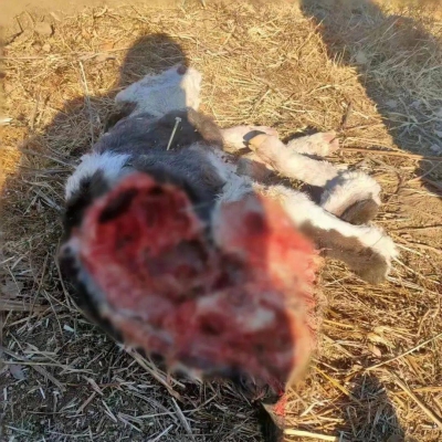 赤峰狼隊救援隊電話號碼-第1張圖片