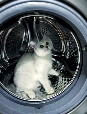 赤峰領(lǐng)養(yǎng)流浪貓電話號(hào)碼查詢-第1張圖片