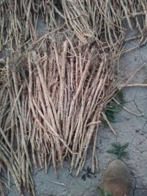 赤峰藥材市場的電話號碼是多少-第1張圖片