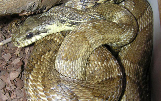 赤峰寵物市場電話號(hào)碼多少-第1張圖片