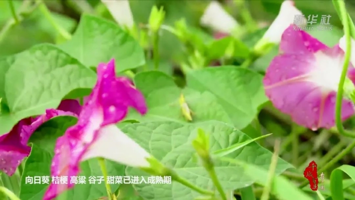 赤峰收割向日葵電話地址查詢-第1張圖片