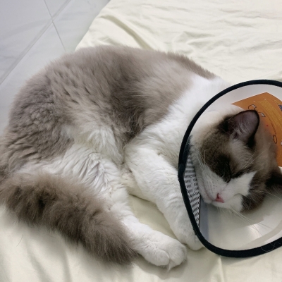 赤峰電子寵物醫(yī)院電話地址查詢-第1張圖片