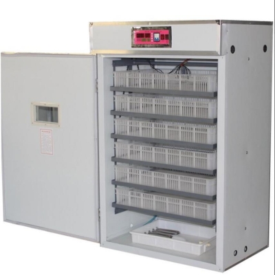 赤峰雞鴨鵝孵化基地電話號碼-第1張圖片