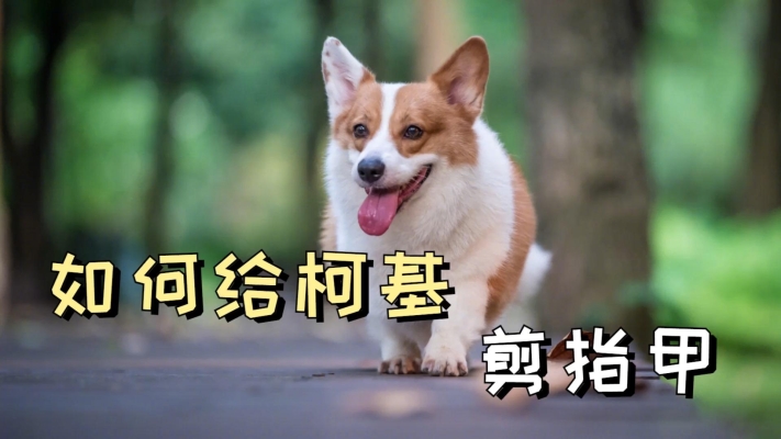 赤峰寵物店剪指甲電話號碼-第1張圖片