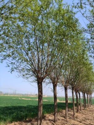 赤峰柳樹苗基地電話地址查詢-第1張圖片