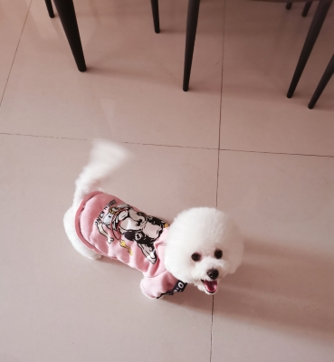 赤峰兔子 寵物店地址電話號(hào)碼-第1張圖片