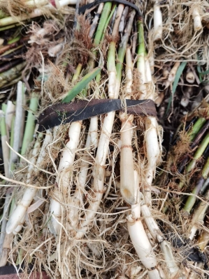 赤峰蘆葦苗供應廠家電話號碼-第1張圖片