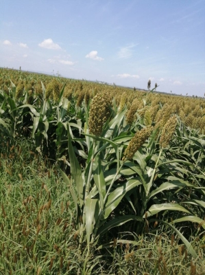 赤峰寧城收大豬老板電話號碼-第1張圖片