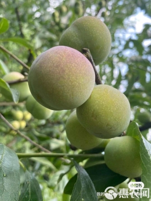 赤峰李家銀匠店電話號碼查詢-第1張圖片