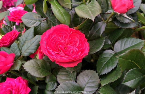 赤峰花卉水族館地址電話號碼-第1張圖片