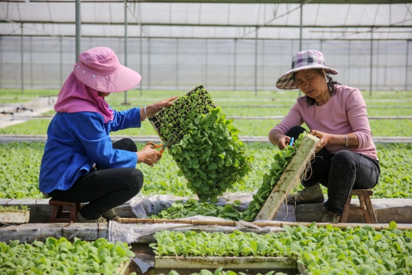 赤峰周邊育苗廠電話號碼查詢-第1張圖片