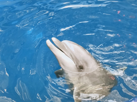 赤峰海貝爾海洋館電話號(hào)碼-第1張圖片