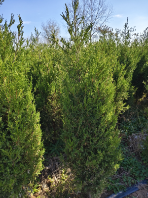 赤峰檜木團(tuán)購電話地址在哪-第1張圖片