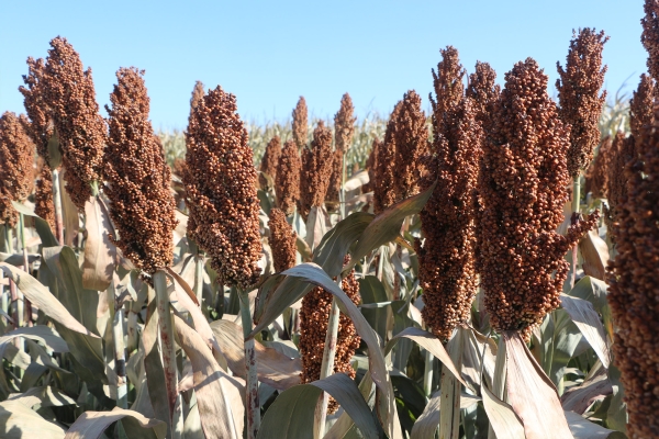赤峰天紅飼料廠電話號碼-第1張圖片