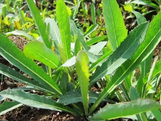 赤峰收購曲麻菜電話地址查詢-第1張圖片