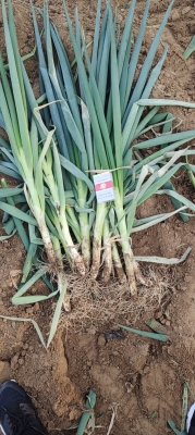 赤峰市區(qū)賣大蔥電話地址查詢-第1張圖片