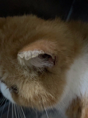 赤峰哪家寵物醫(yī)院好-第1張圖片