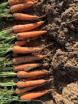 赤峰林西滴灌廠電話地址查詢-第1張圖片