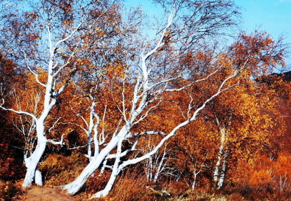 赤峰收購樹木電話多少號碼-第1張圖片