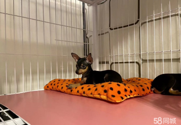 赤峰出售幼犬電話號(hào)碼多少啊-第1張圖片