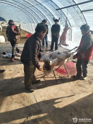 赤峰羊市場(chǎng)在哪-第1張圖片