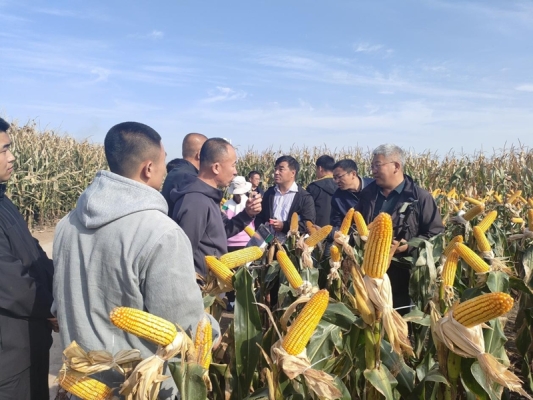 赤峰苞米種植基地電話地址查詢-第1張圖片