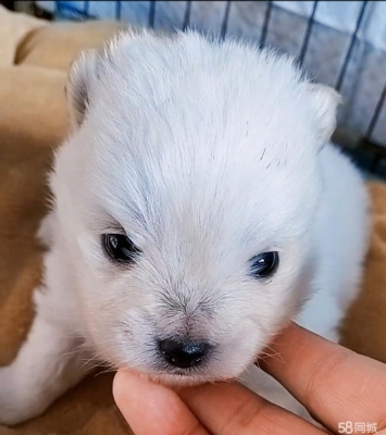 赤峰出售小狗電話號(hào)碼多少號(hào)-第1張圖片