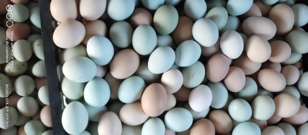 赤峰土雞蛋養(yǎng)殖場(chǎng)電話號(hào)碼-第1張圖片