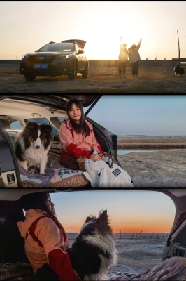 內(nèi)蒙古赤峰上門遛狗電話號碼-第1張圖片