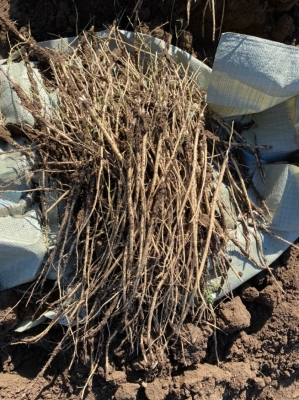 赤峰市黃芪收購電話地址查詢-第1張圖片